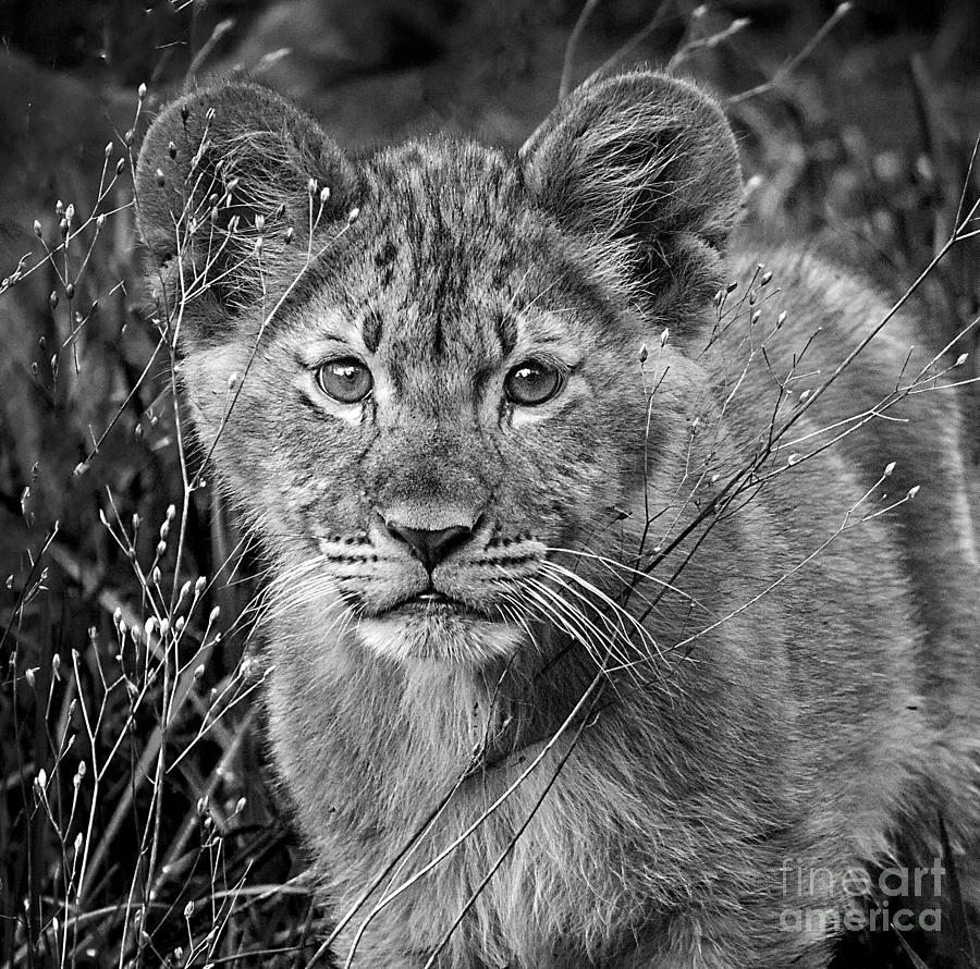 Little Cub Photograph by Sonya Lang