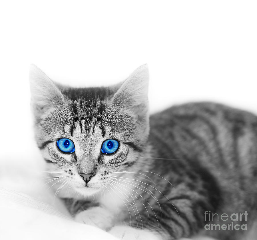 Space Photograph - LIttle cute kitten. Space for your text by Michal Bednarek