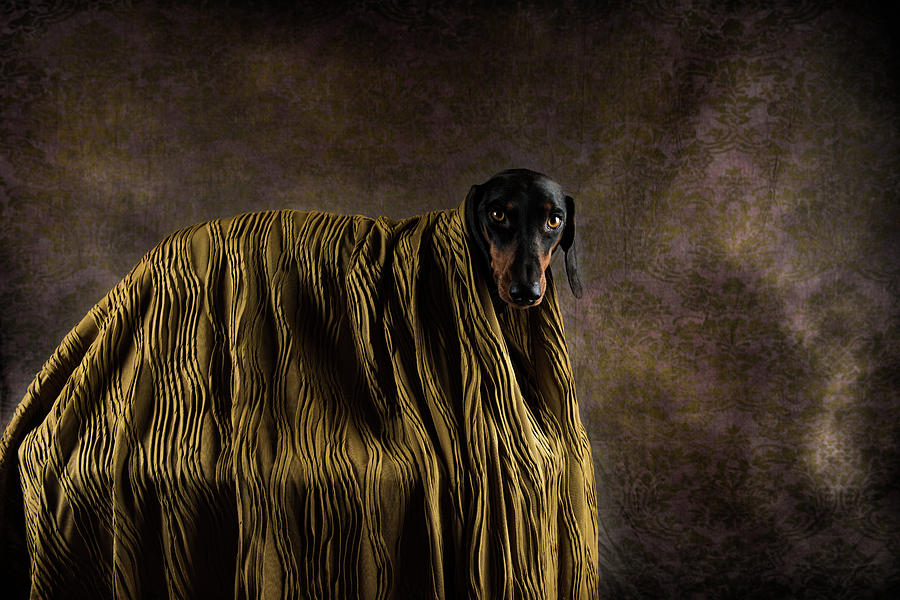Dog Photograph - Little Dandy by Heike Willers