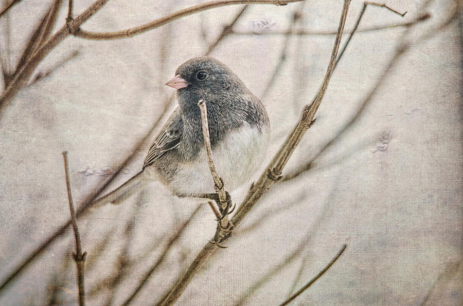 Little Dark-eyed Junco Photograph by Sue Capuano