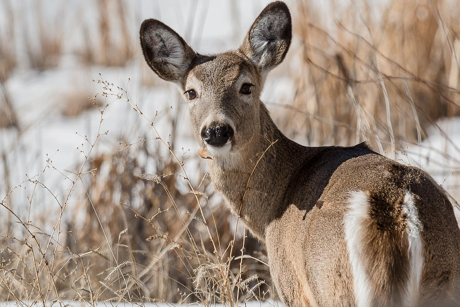 Little Doe Photograph by Yeates Photography