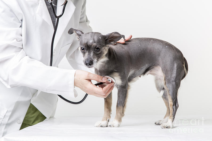 Dog Photograph - Little Dog at the Vet by Edward Fielding