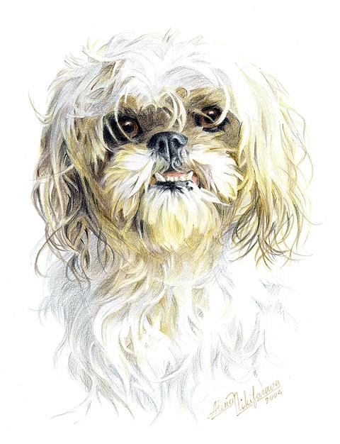 Dog Drawing - Little Dog. Commission. by Alena Nikifarava