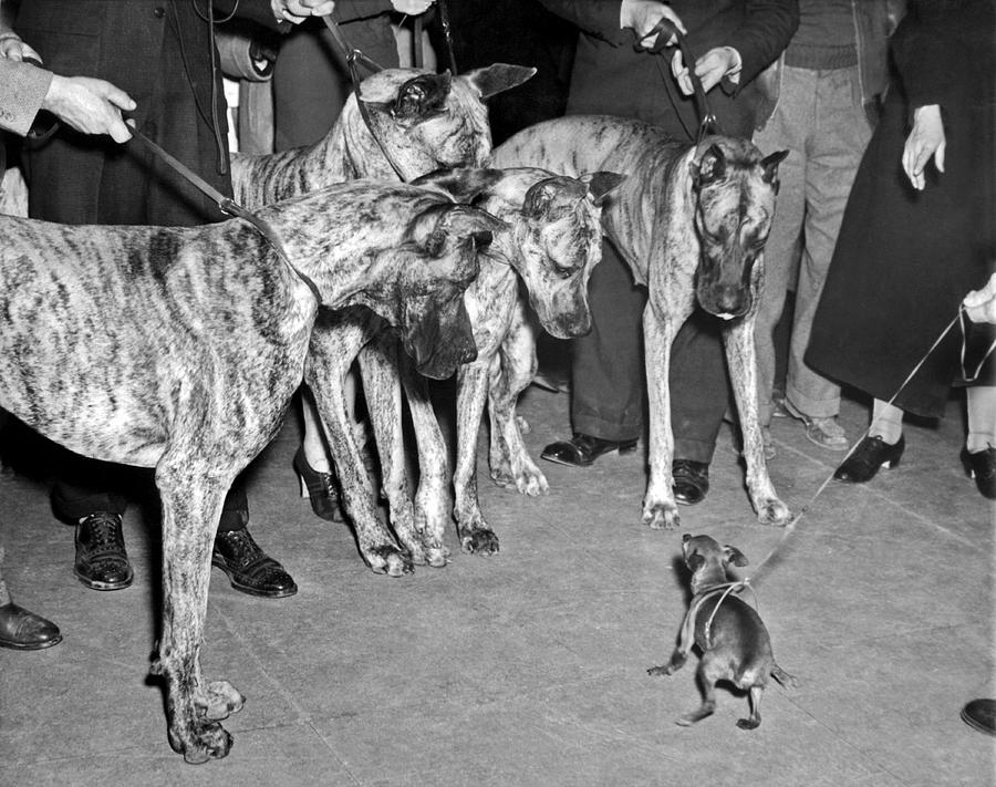 Great Dane Photograph - Little Dog Meets Big Dogs by Underwood Archives