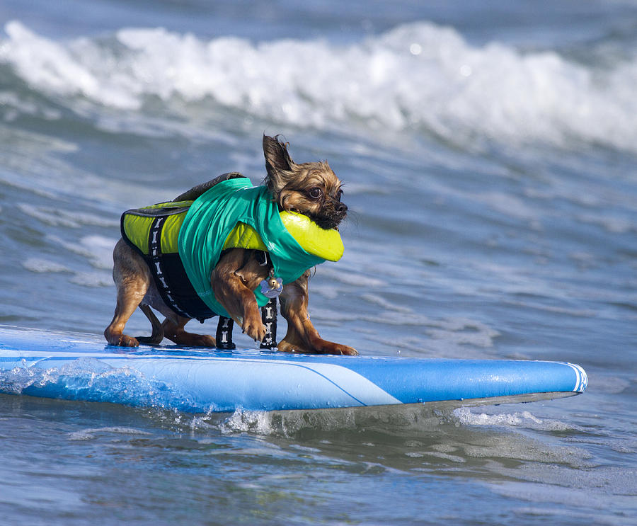 Little Doggie on surfboard Photograph by Nathan Rupert