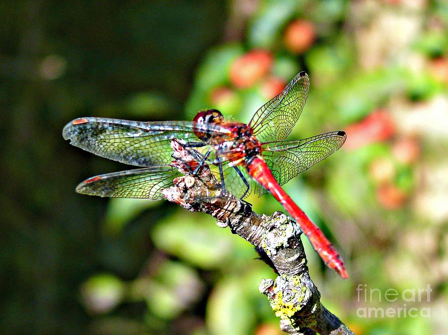 Little Dragonfly Photograph by Morag Bates