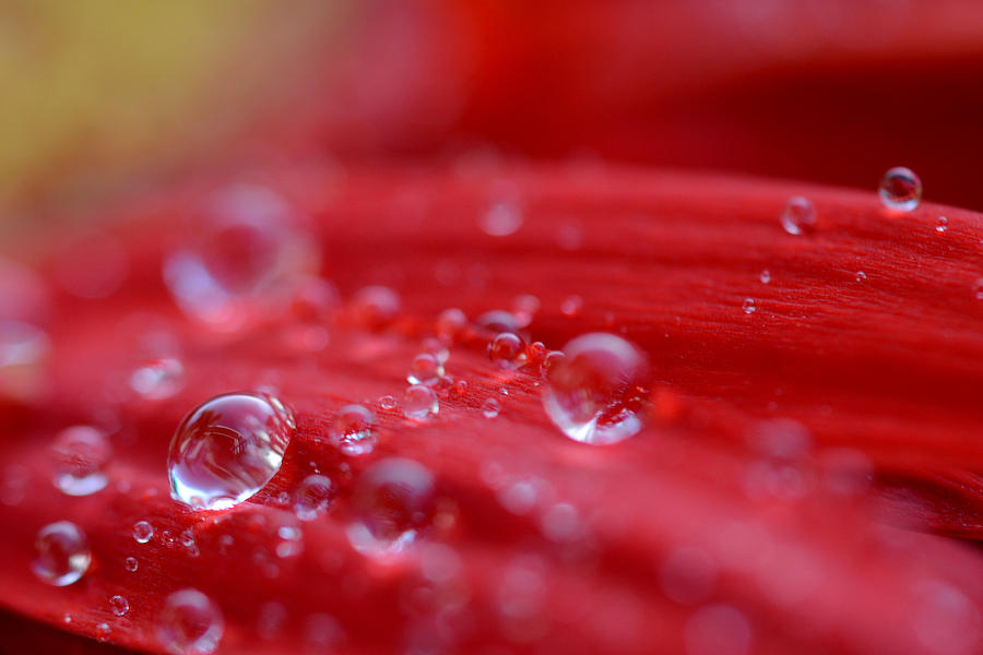 Little Drops of Water Photograph by Melanie Moraga