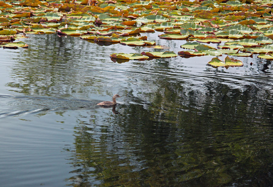 Duck Photograph - Little Duck Big Pond by Suzanne Gaff