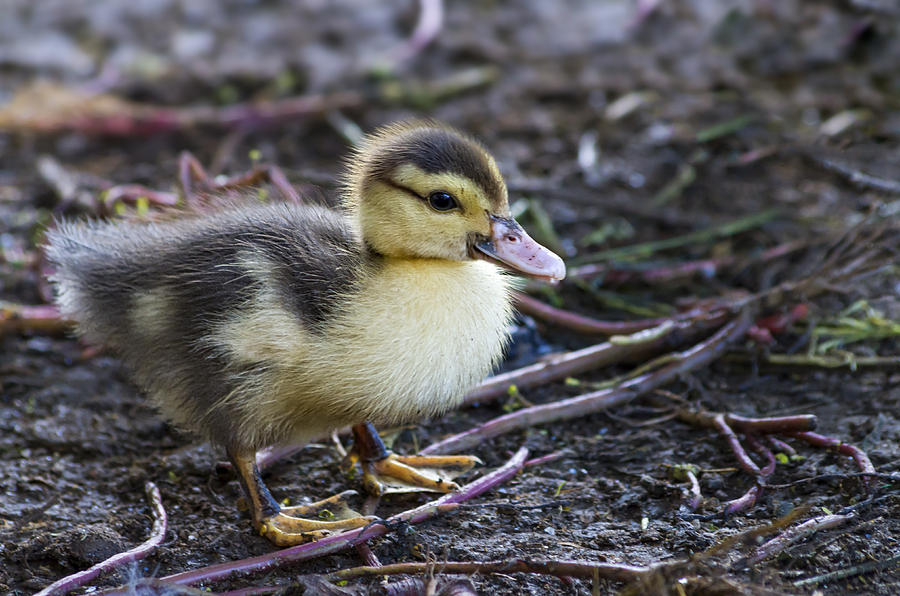 Little duck Photograph by Paulo Goncalves