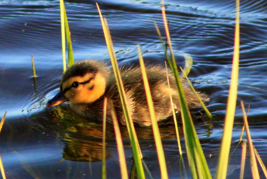 Little Duckling Photograph by Suzanne DeGeorge
