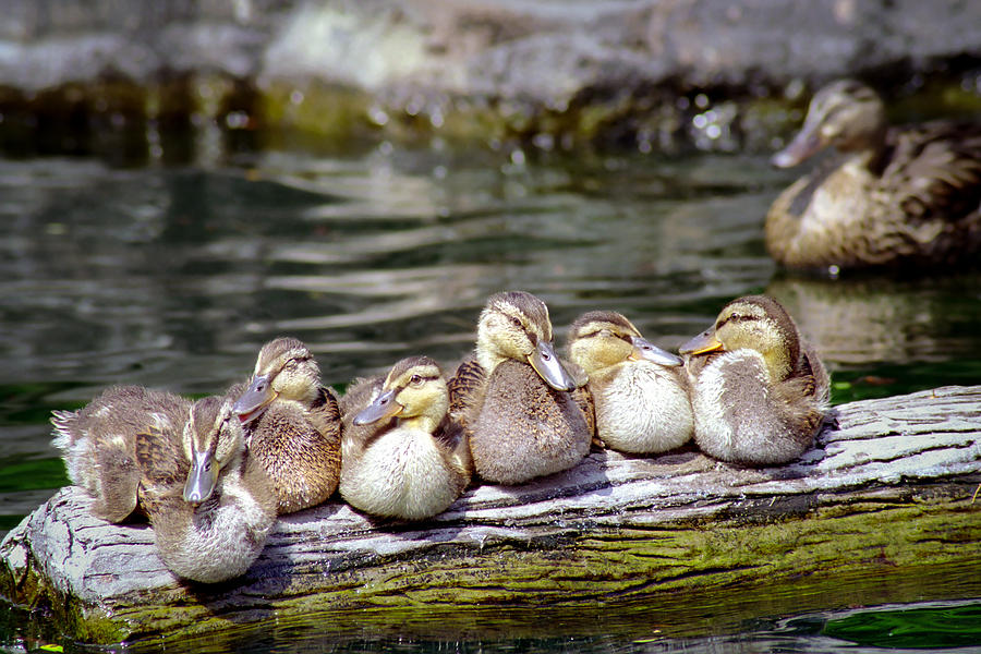 Little Ducklings on a log Photograph by Gary Heller