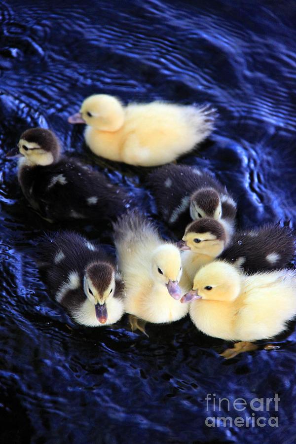 Little Ducks Photograph by AR Annahita