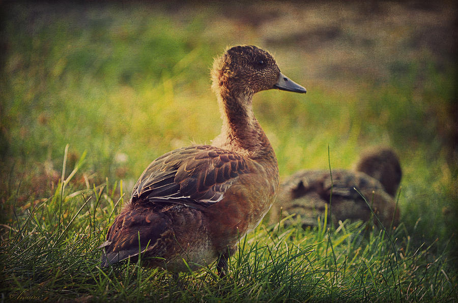 Little Ducks Resting On The Grass Photograph by Maria Angelica Maira