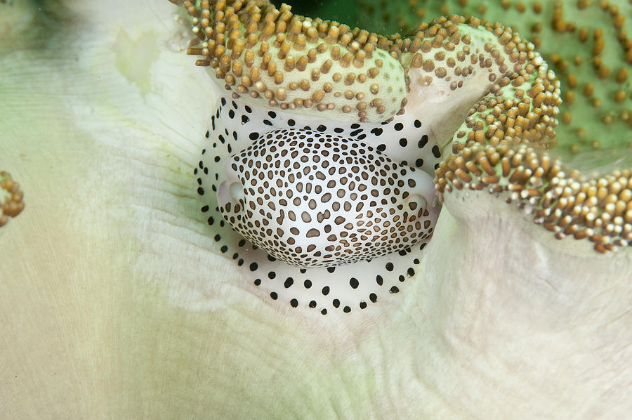 Little Egg Cowrie Photograph by Andrew J. Martinez