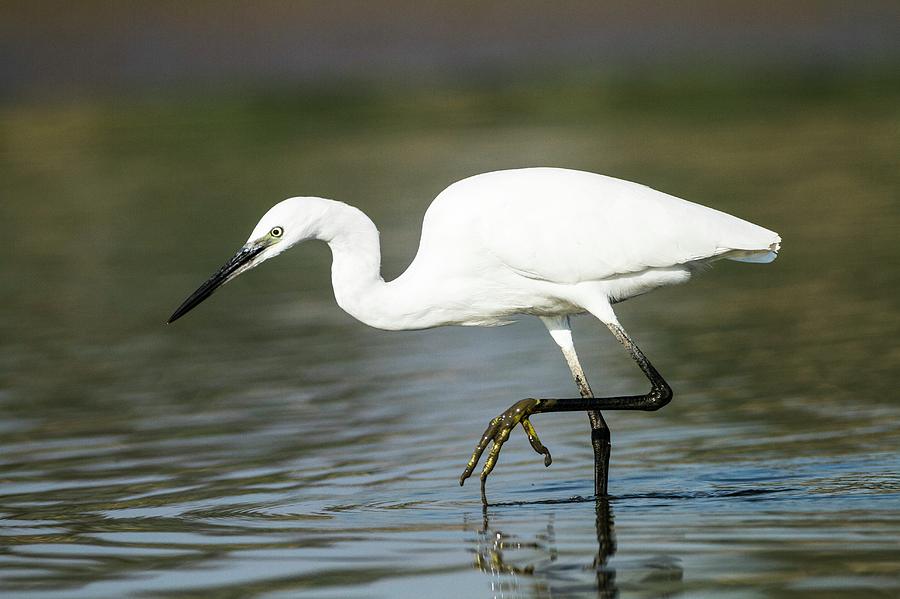 little-egret-egretta-garzetta-photograph-by-photostock-israel-fine