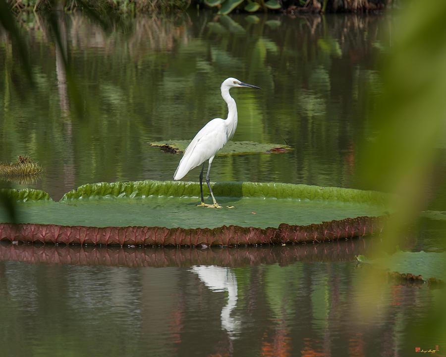 Little Egret on Victoria Lily Pad DTHN0082 Photograph by Gerry Gantt