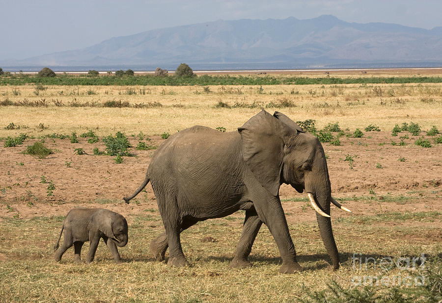 Little Elephant Family Photograph by Chris Scroggins