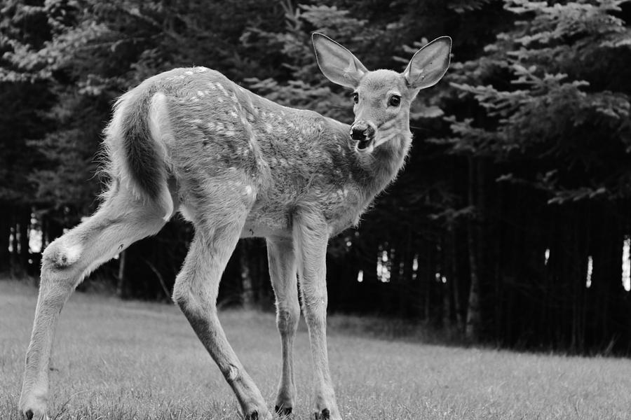 Little Fawn Photograph by Samantha Howell - Fine Art America