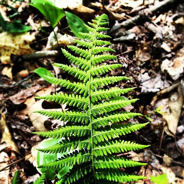 Little Fern <3  Wishing You A Fun Photograph by All Natural Me