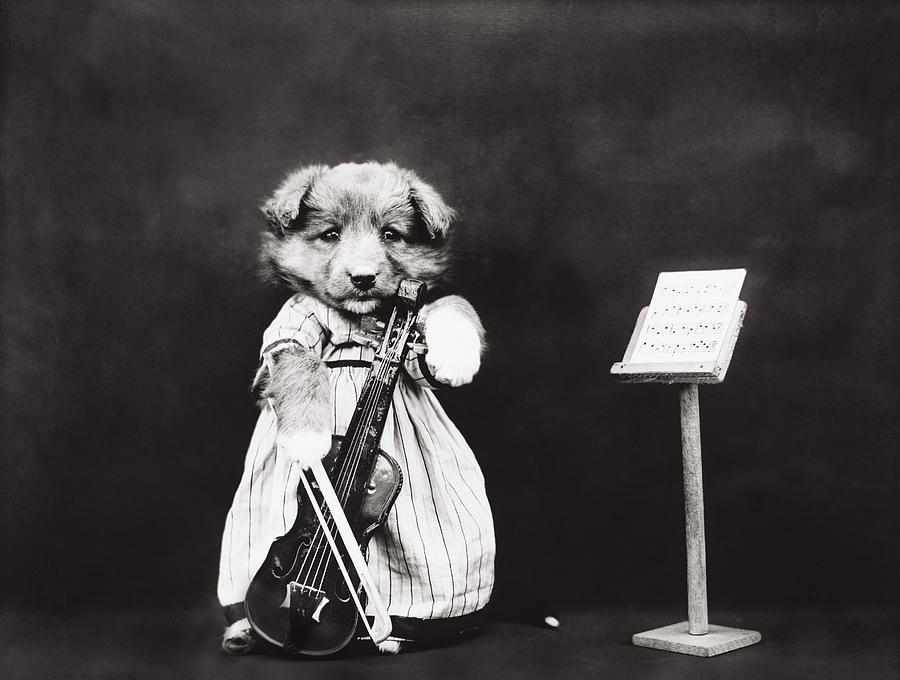 Black And White Photograph - Little fiddler by Aged Pixel