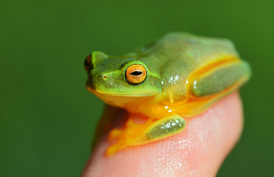 Little finger tip frog Photograph by David Clode