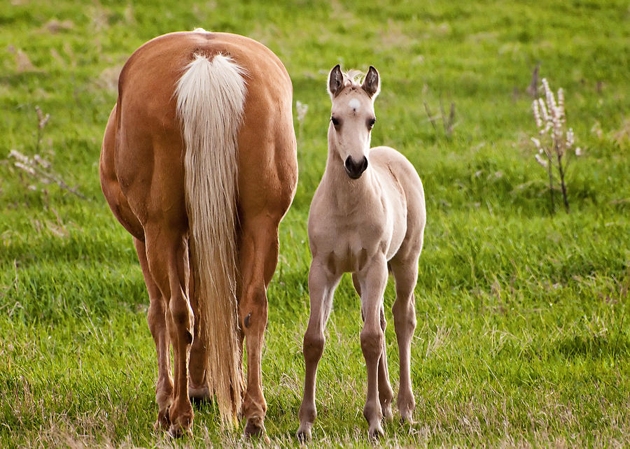 Little Foal Photograph by Donna Doherty