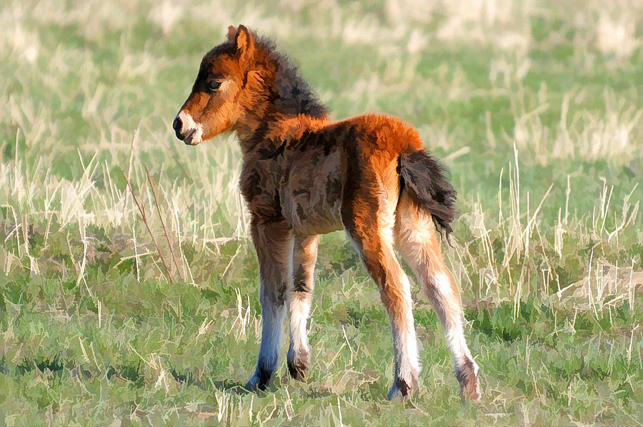 Little Foal Photograph by Liz Mackney