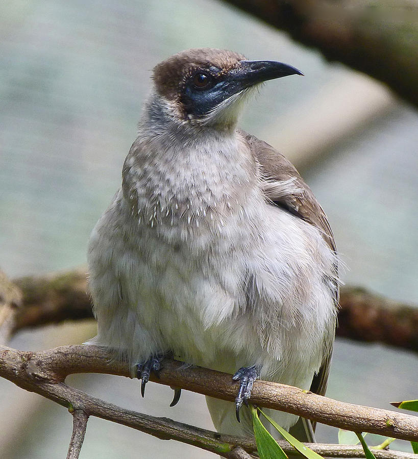 Little Friarbird Photograph by Margaret Saheed