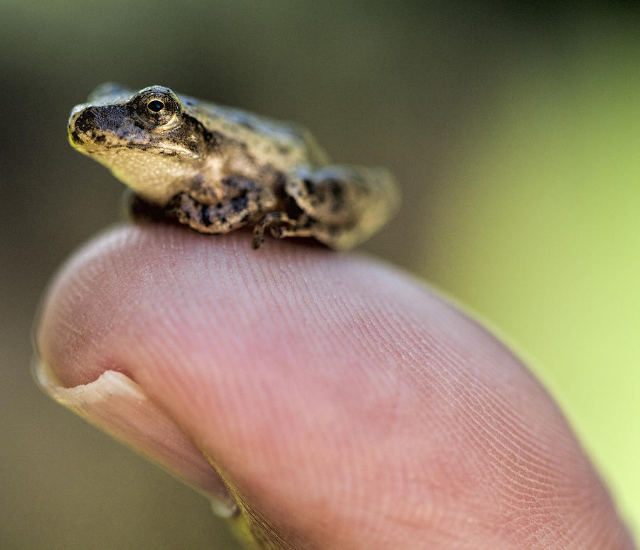 Little Frog Photograph by John Crothers