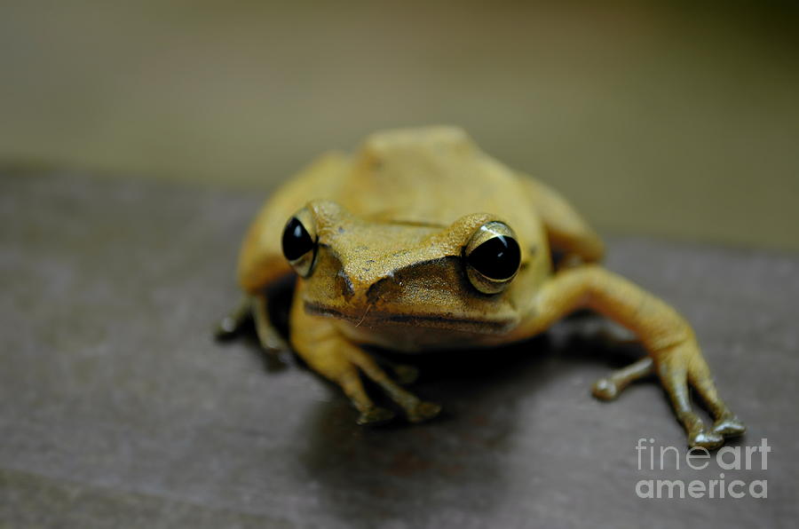 Wildlife Photograph - Little Frog by Michelle Meenawong