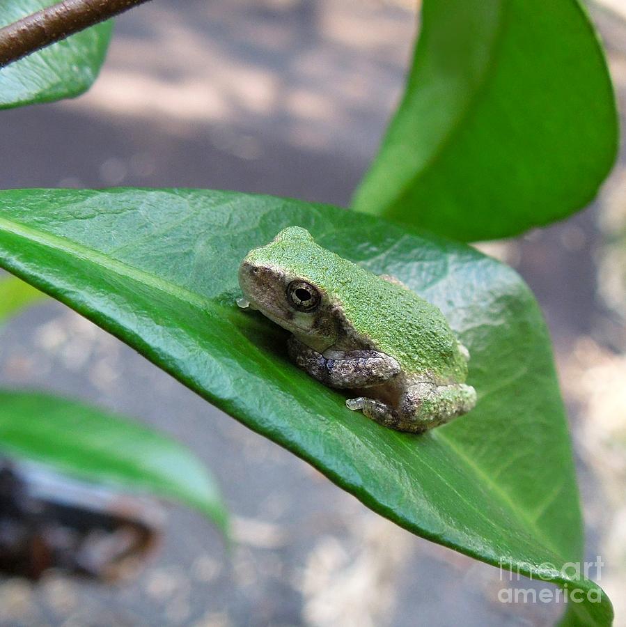 Frog Photograph - Little Frog on Jasmine Leaf by Renee Trenholm