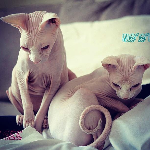 Cute Photograph - Little Gee And Noonoo #sphynx by Samantha Charity Hall