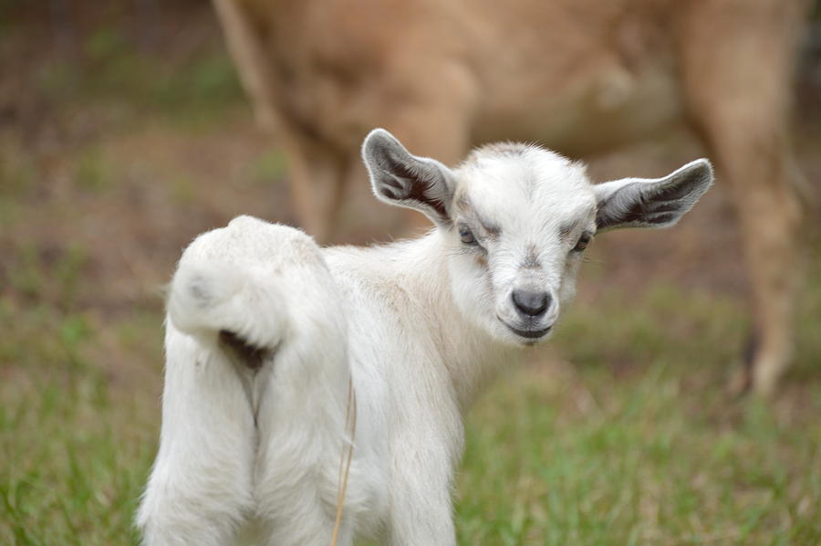 Goat Photograph - Little Goat by Doug Grey
