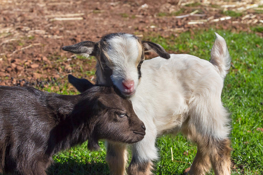 Little Goats Photograph by Kathleen Bishop