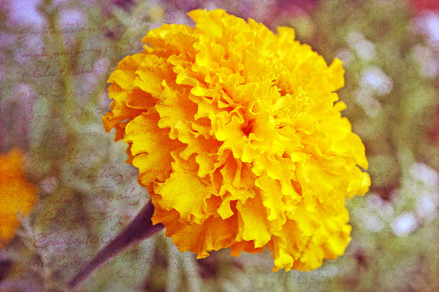 Little Golden  Marigold Photograph by Kay Novy