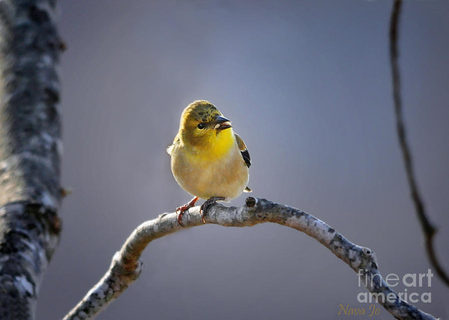 Little Goldfinch Photograph by Nava Thompson