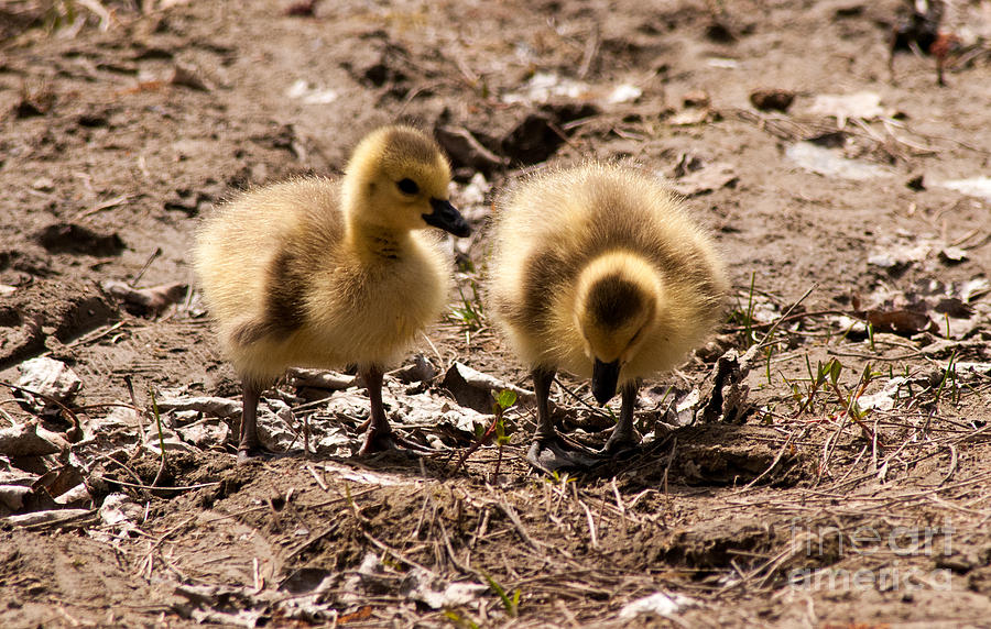 Little Goslings Photograph by Vivian Christopher