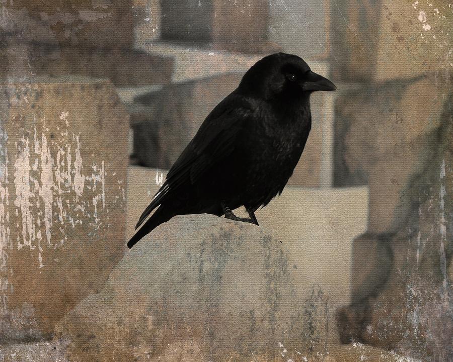 Little Gothic Crow Photograph By Gothicrow Images - Fine Art America