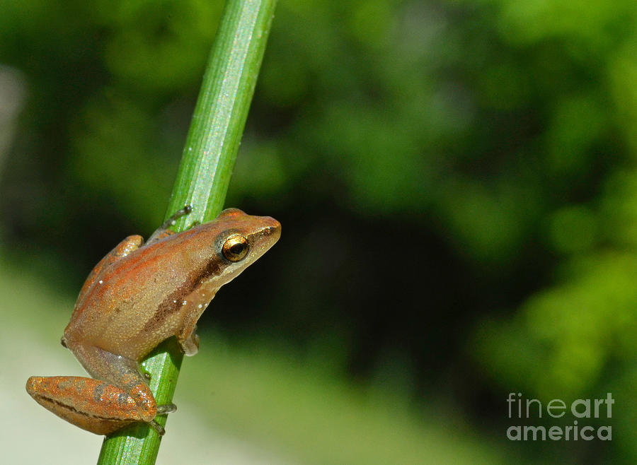 Little Grass Frog Pseudacris Ocularis Photograph by John Serrao