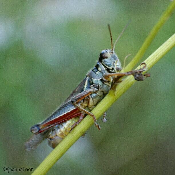 Little Grasshopper Photograph by Joanna Boot