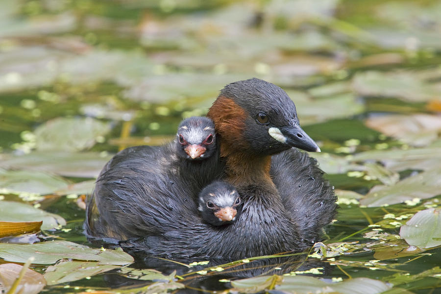 Little Grebe And Two Chicks Derbyshire Photograph by Dickie Duckett