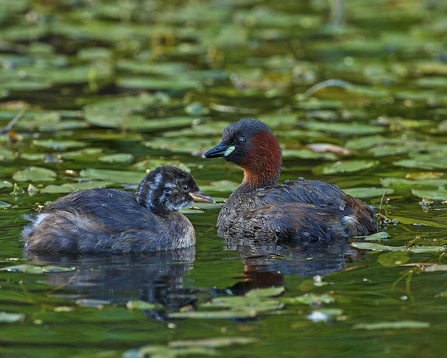 Little Grebe and young. Photograph by Paul Scoullar