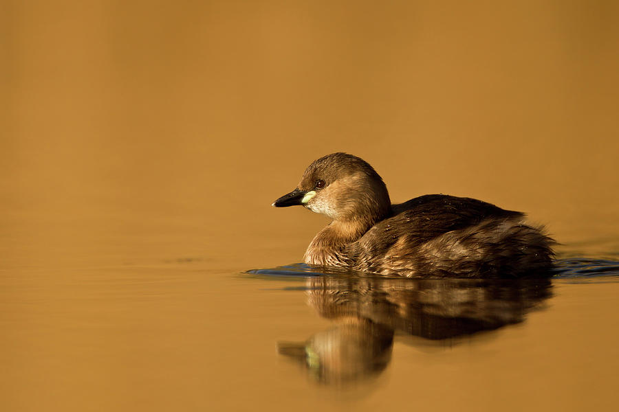 Little Grebe Tachybaptus Ruficollis On Photograph by Andrew Sproule