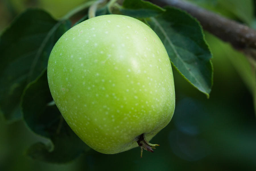 Little Green Apple Photograph by Renette Coachman