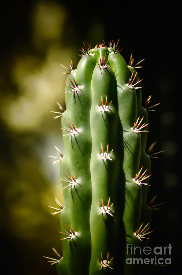 Little Green Cactus Photograph by Julie Palencia