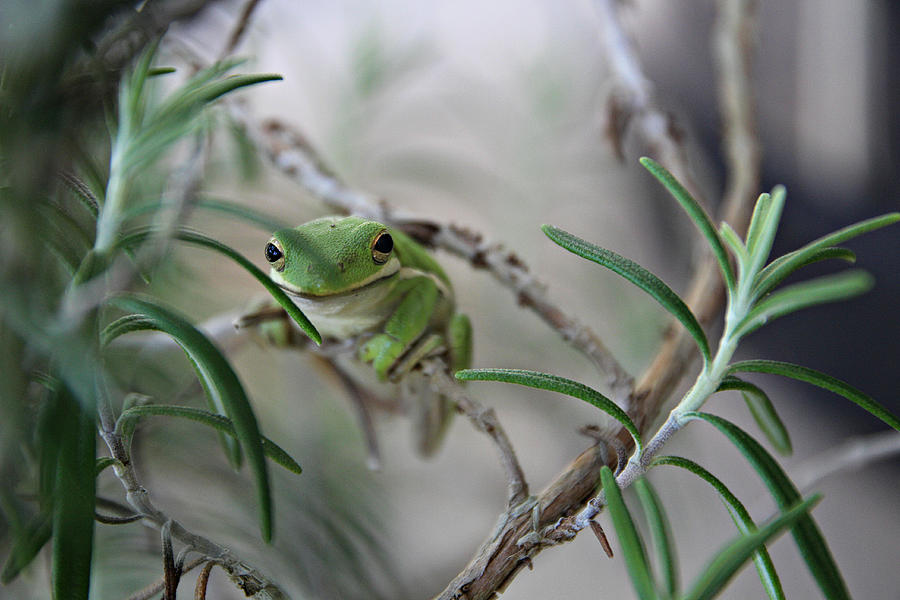 Little Green Frog Photograph by Lynn Jordan