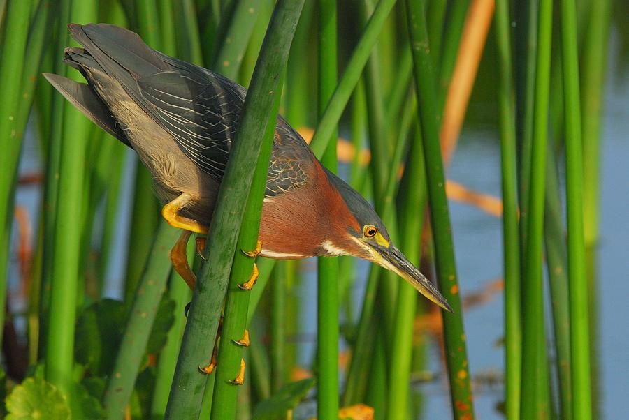 Little Green Heron Photograph by Art Spearing - Fine Art America