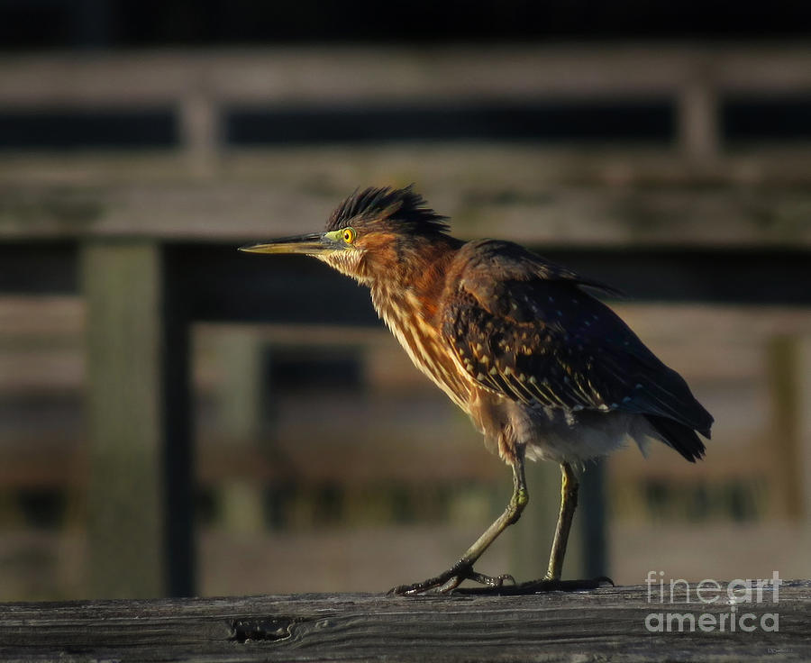 Bird Photograph - Little Green Heron by Deborah Smith