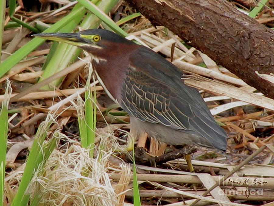 Little Green Heron Photograph by Donna Brown