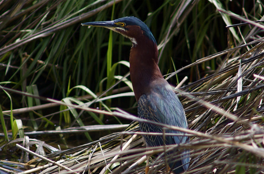 Little Green Heron by Greg Vizzi Little Green Heron by Greg Vizzi